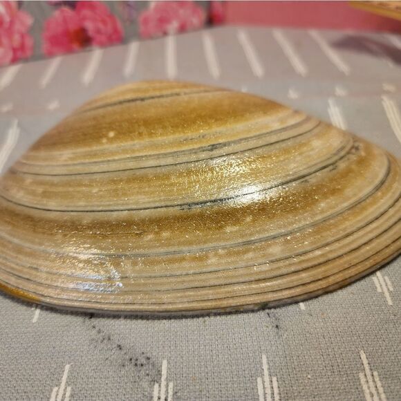 DECOUPAGE CLAM SHELL DECOUPAGE GREEN PATTERNS ON A CLAM SHELL TRINKET DISH - Picture 10 of 10